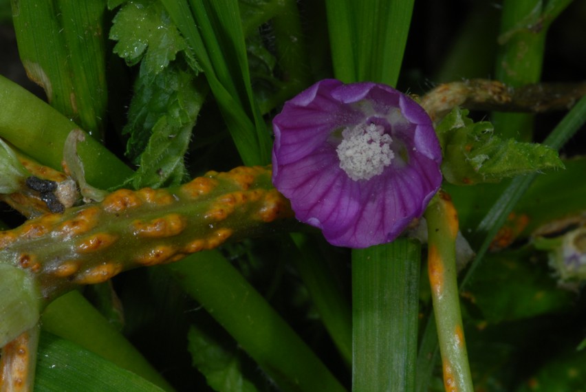 Alcuni scatti con Nikon D200, SB 800 e i due SB-R200